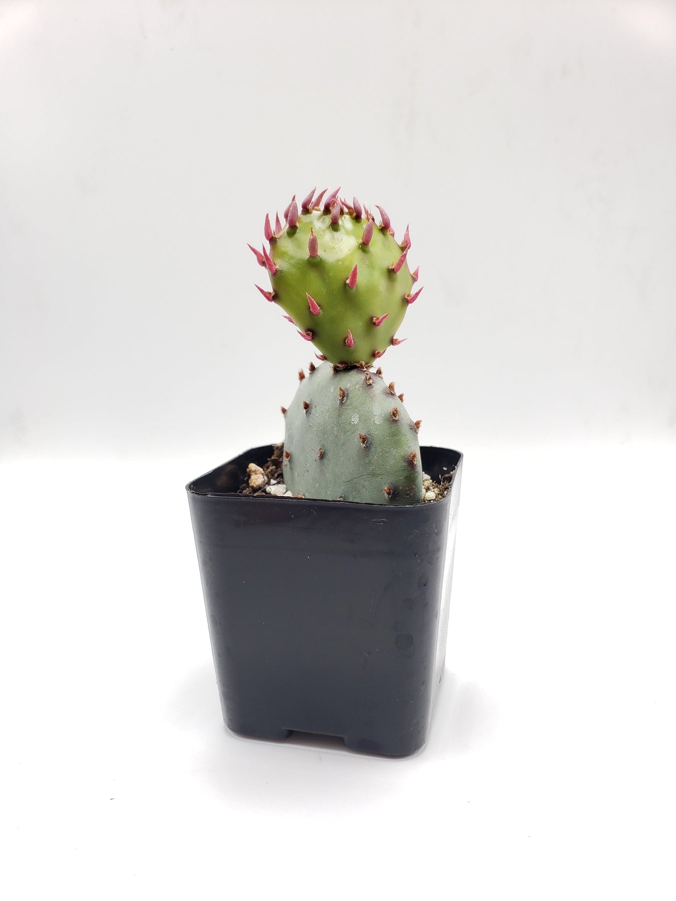 2C Opuntia Cactus Pads - Fresh & Organic for Cooking, Smoothies & Skincare | Perfect for Vegan Recipes, Juicing & Natural Beauty Treatments