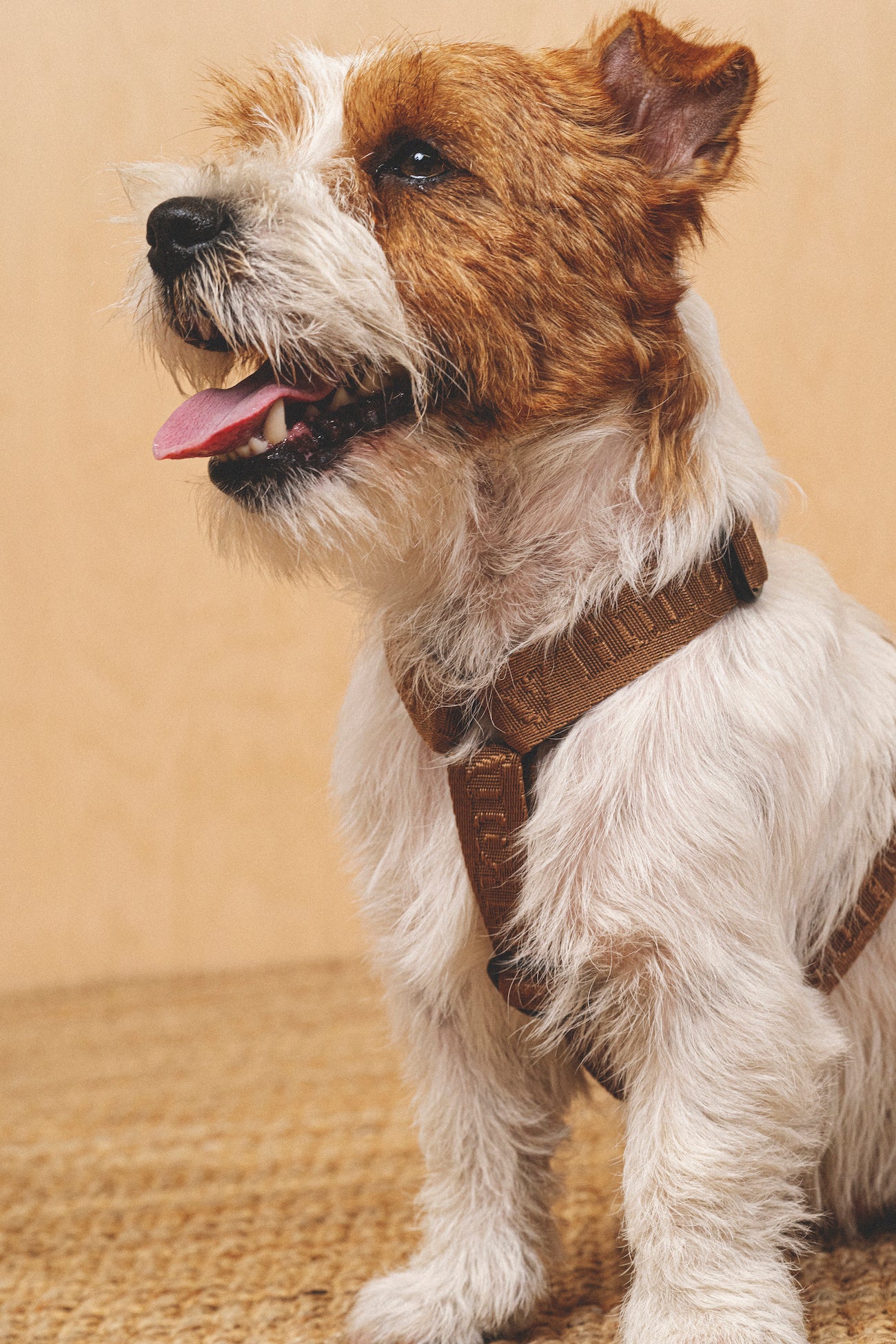 **Comfy Walk Kit for Dogs - Adjustable Harness & Leash Set in Ginger - Perfect for Walking, Training, and Outdoor Adventures**