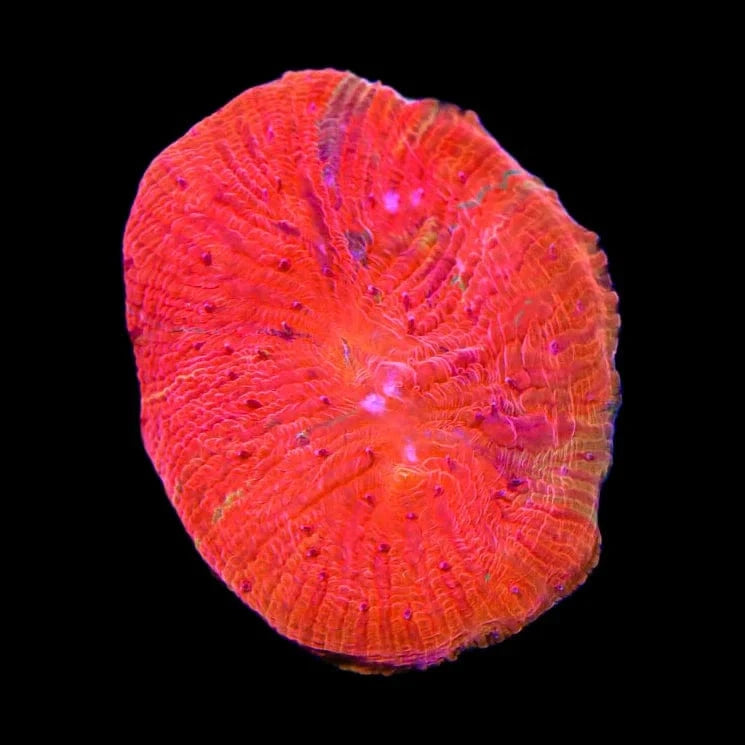 Diablo Diaseris Plate Coral for Saltwater Aquariums – Vibrant Coral for Reef Tanks & Marine Displays