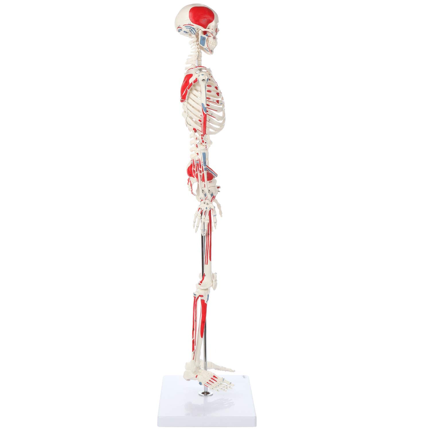 1/2 Life Size Muscular Skeleton Model - 85cm Anatomical Muscle Figure with Numbered Details | Perfect for Medical Education, Classroom Demonstrations & Science Labs