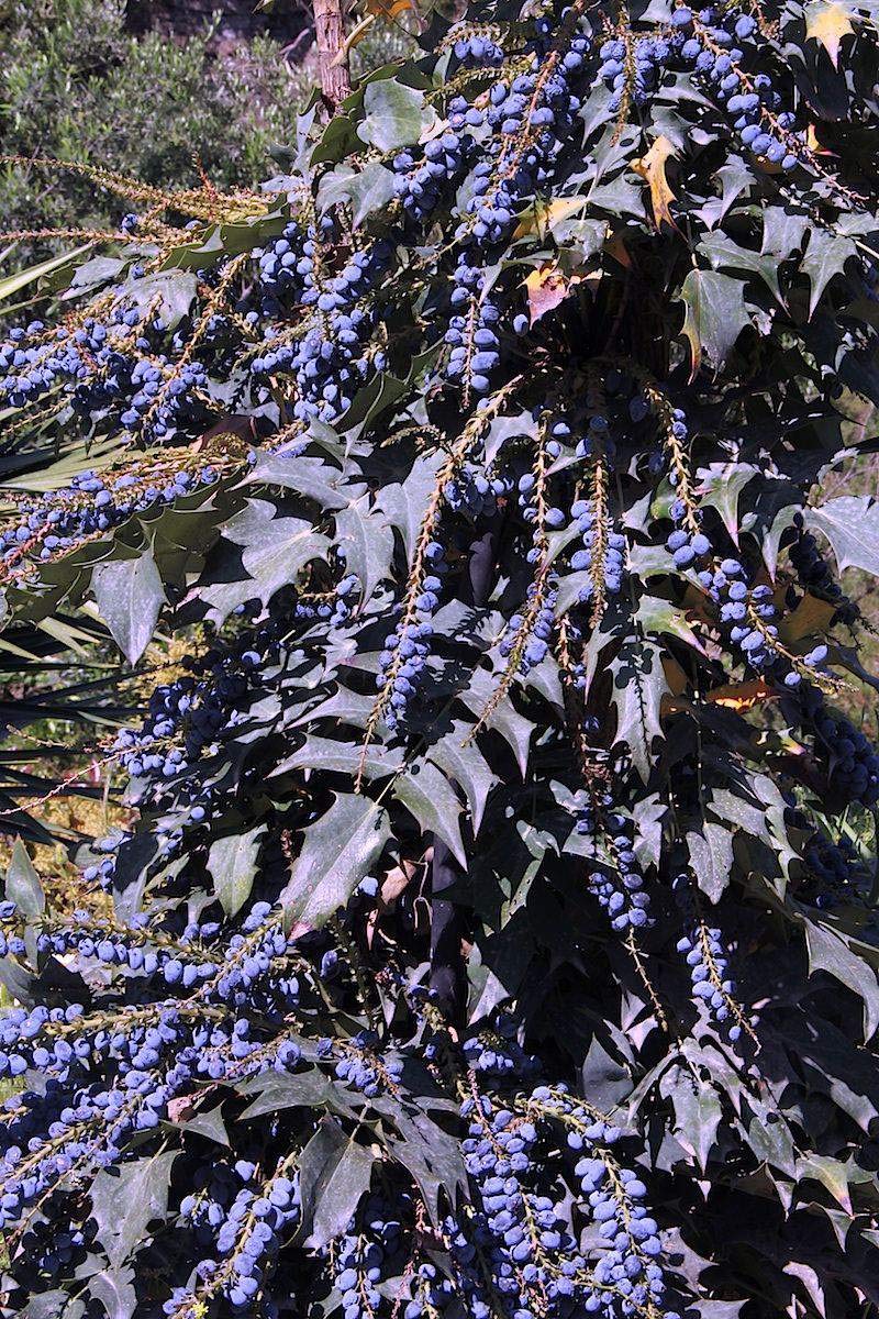 1 oz Mahonia Bealei Seeds (Approx 563 Seeds) - Leatherleaf Mahonia, Oregon Grape, Beale's Barberry - Perfect for Landscaping, Hedges & Wildlife Gardens