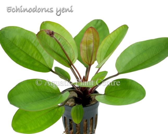 TCulture Echinodorus Yeni Live Aquarium Plant in Pot - Perfect for Freshwater Fish Tanks, Aquascaping & Aquatic Gardens