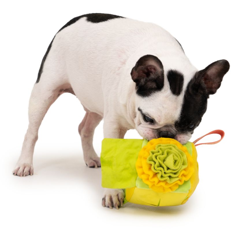 Bacon Scented Cube Nose Work Toy for Dogs - Interactive Puzzle Game for Training & Enrichment | Indoor & Outdoor Use