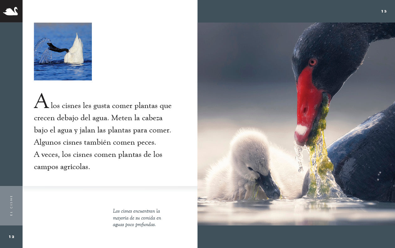 El Cisne Book 9781640266810 - Spanish Language Learning & Literature for Adults & Students - Perfect for Home Study & Classroom Use