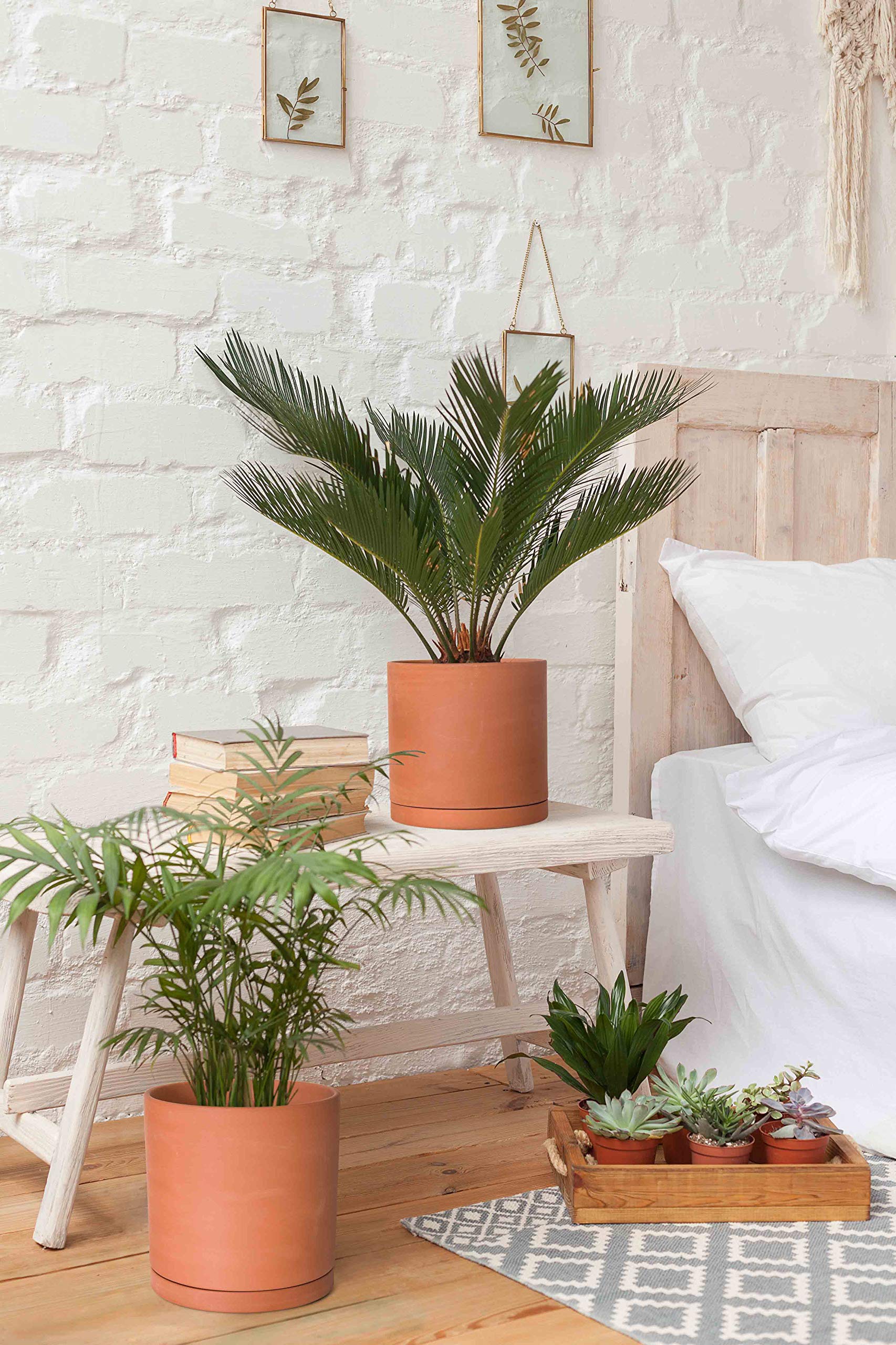 Terracotta Plant Pots with Drainage Hole & Saucer - 7.8