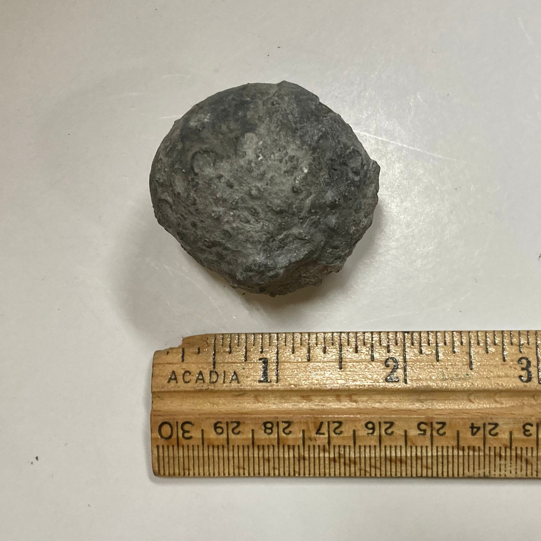 Fossil Crinoid Calyx - Pithocrinus Cooperi Specimen for Collectors | Perfect for Paleontology Displays & Educational Use