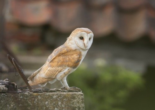 Barn Owl Glossy Poster - High-Quality Photo Print & Wall Art Banner for Home & Office Decor | Nocturnal Bird Wildlife Picture for Living Room, Bedroom, or Classroom