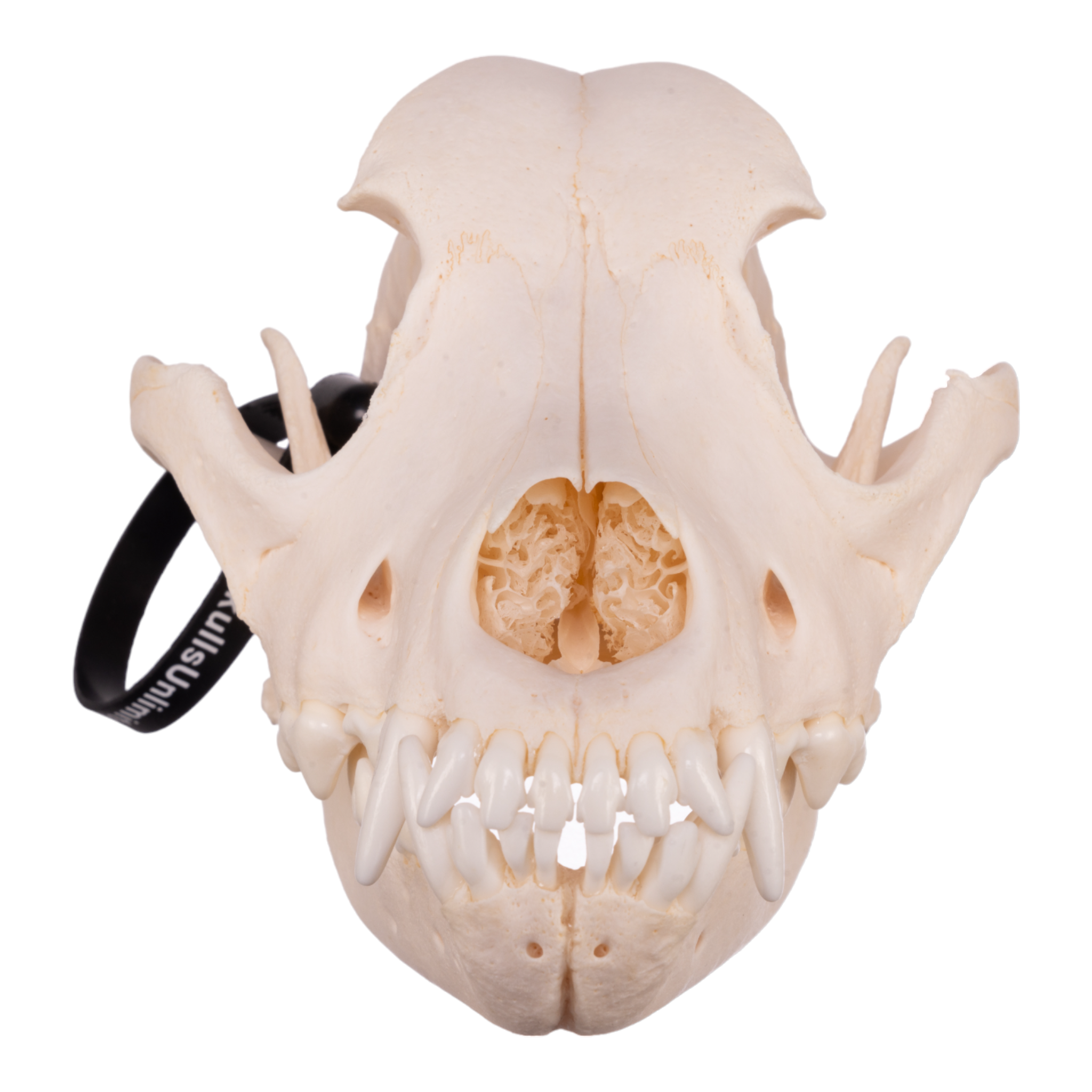 Authentic Rottweiler Dog Skull Specimen - Real Domestic Canine Skull for Veterinary Study, Taxidermy & Educational Display | Perfect for Biology Classrooms, Oddity Collections & Halloween Decor