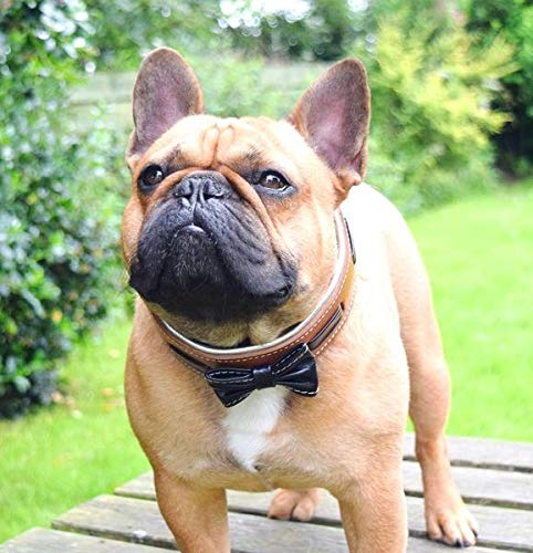 Premium Leather Bowtie Dog Collar - 2 Inch Wide Soft Padded Handmade in Europe - Stylish Pet Accessory for Weddings, Parties & Special Occasions