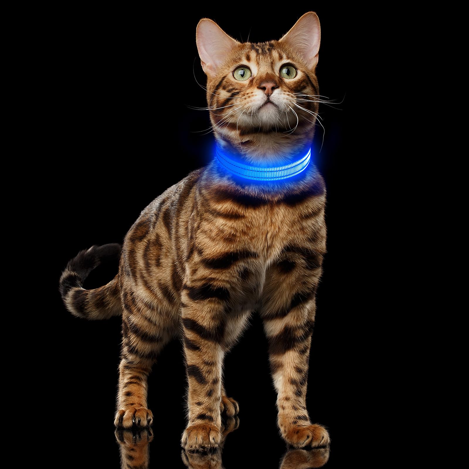 Illumifun USB Rechargeable LED Dog Collar Light - Adjustable Nylon Safety Collar for Small Dogs, Waterproof & Reflective for Night Walks, Jogging & Outdoor Adventures (Blue, X-Small) - Perfect for Evening Dog Walks, Camping & Low Visibility Conditions
