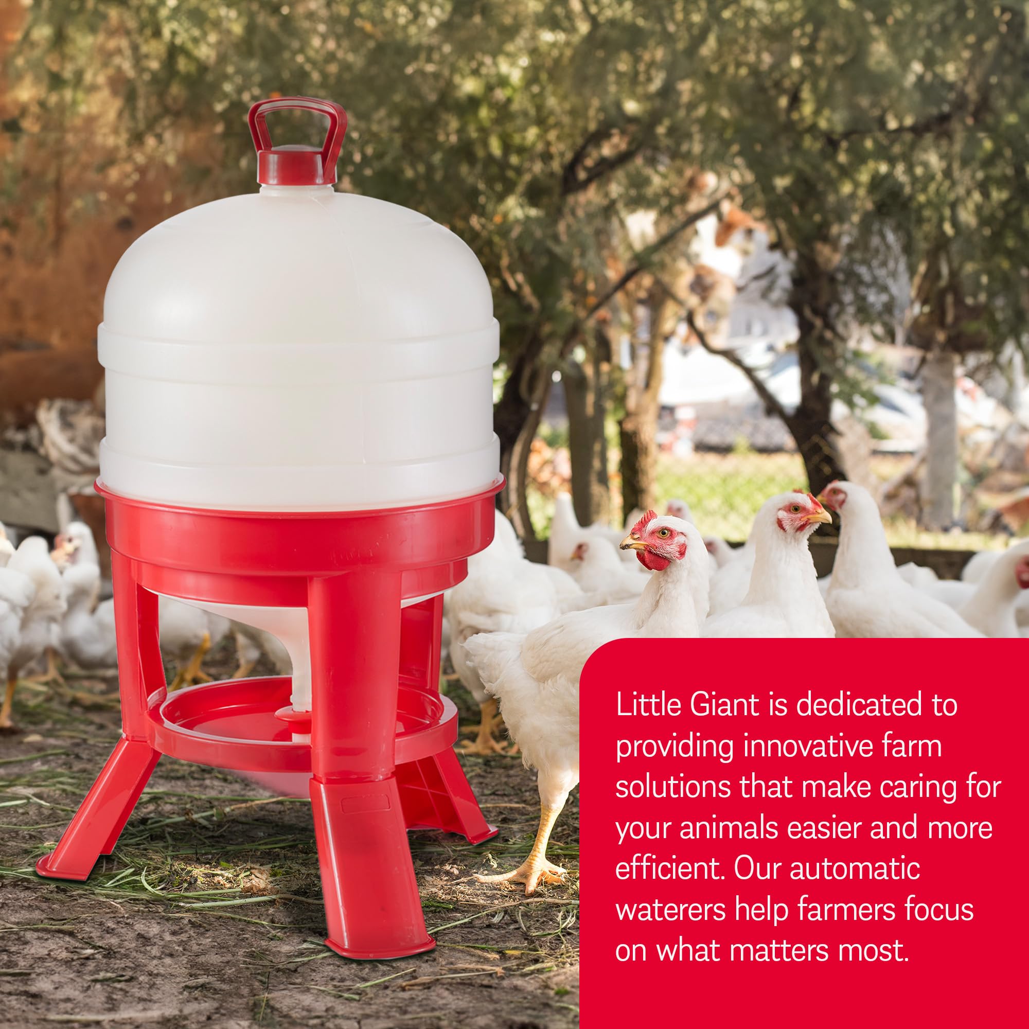 Little Giant DOMEWTR8 8 Gallon Heavy Duty Plastic Poultry Waterer with 3-Footed Stand - Automatic Chicken Water Dispenser for Coops & Backyard Flocks (Red, 2 Pack) - Ideal for Poultry Farming, Chicken Coops & Outdoor Use
