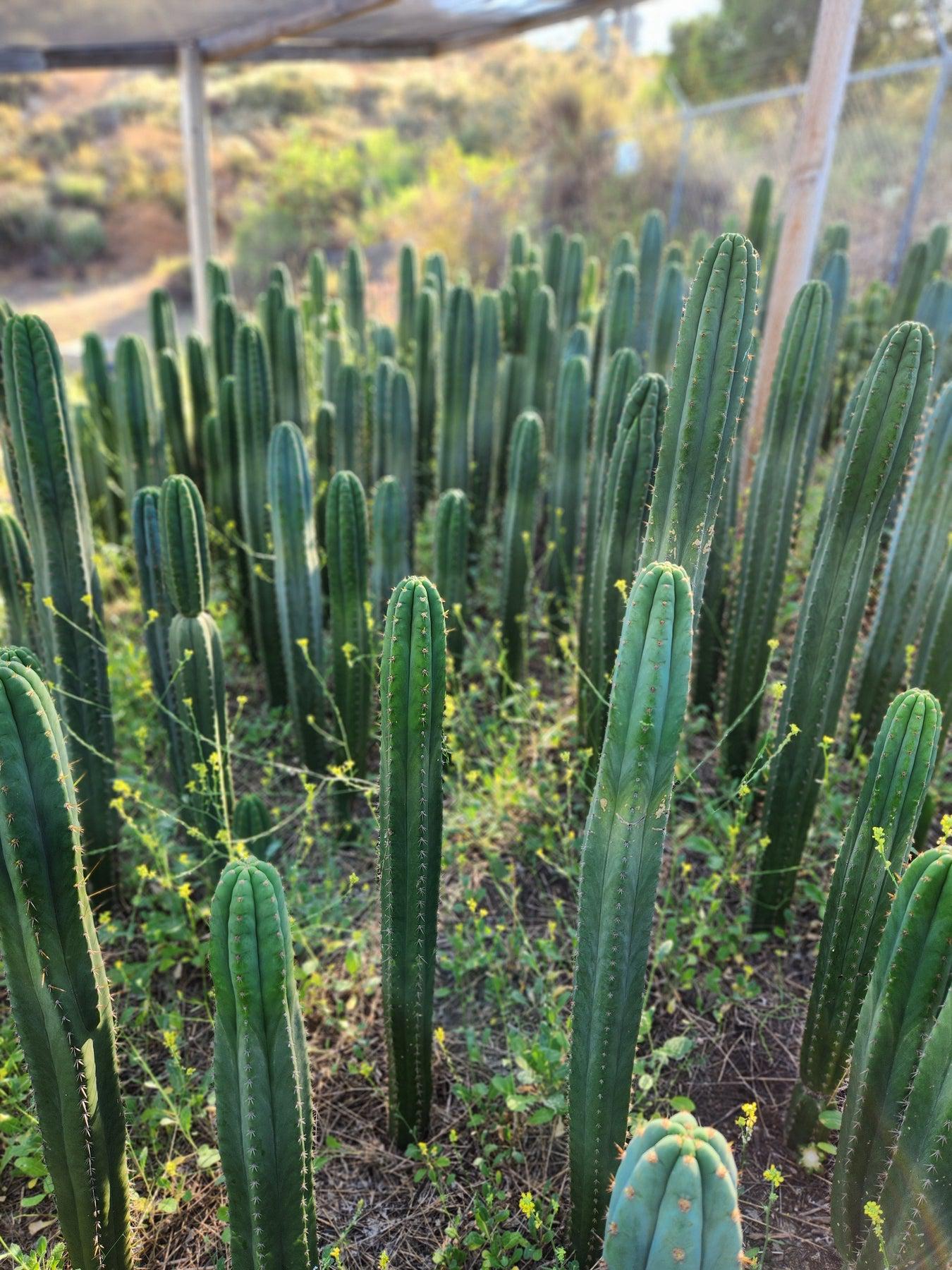 EC13 EXACT Trichocereus Pachanoi #46 Cactus - Live Potted Plant & Cuttings for Home Decor, Gardening, and Spiritual Ceremonies