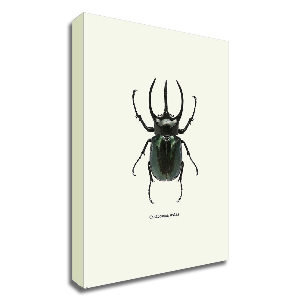 Beetle Black by GraphINC - Premium Canvas Wall Art Print, Ready to Hang - Perfect for Living Room, Bedroom & Office Decor