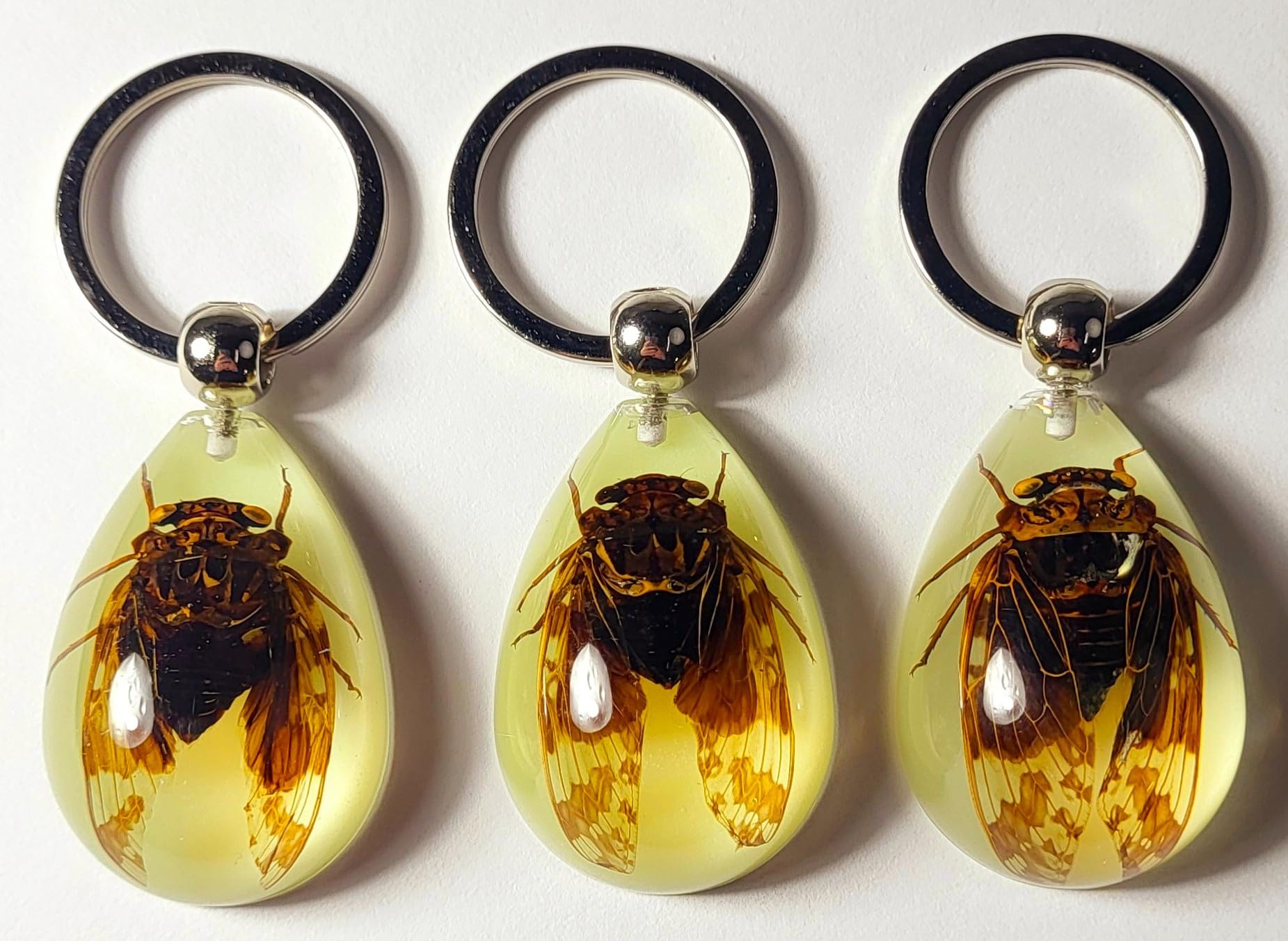Glow in The Dark 43mm Real Cicada Lucite Keychain - Insect Taxidermy Specimen for Science Education & Unique Jewelry Pendant - Perfect for Biology Classrooms, Gothic Fashion Accessories, and Nature Lover Gifts