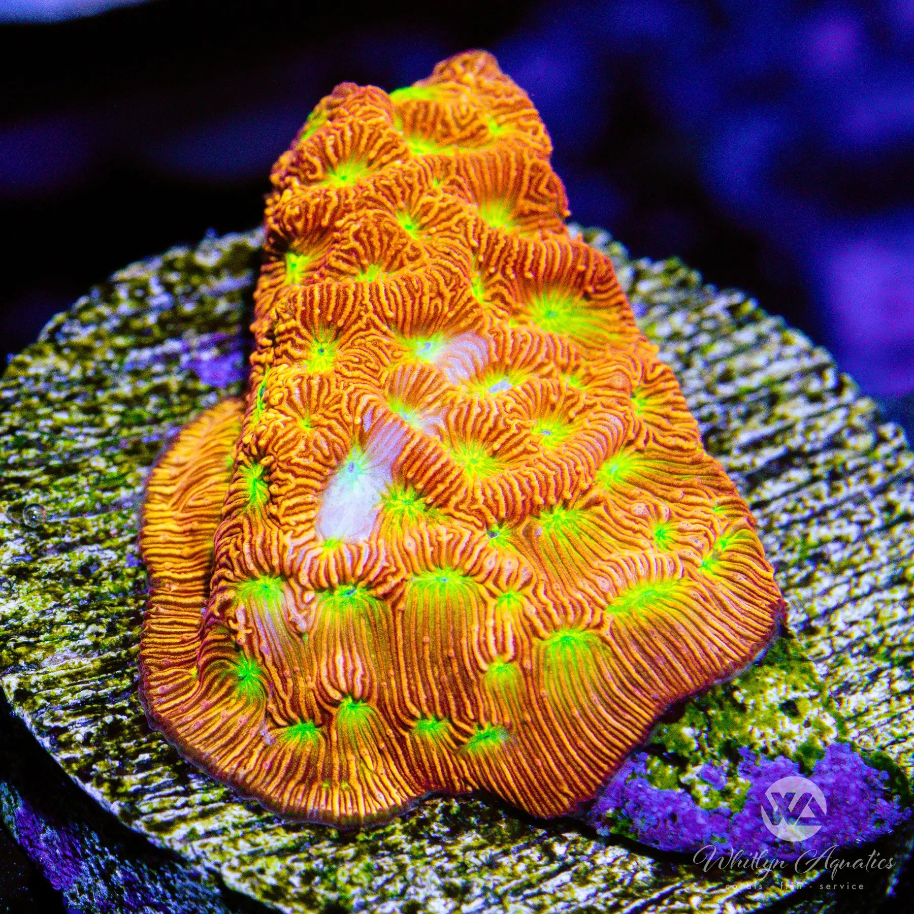 D26 Jack O Lantern Leptoseris Coral - Premium WYSIWYG Live Coral for Saltwater Aquariums | Perfect for Reef Tanks and Marine Displays