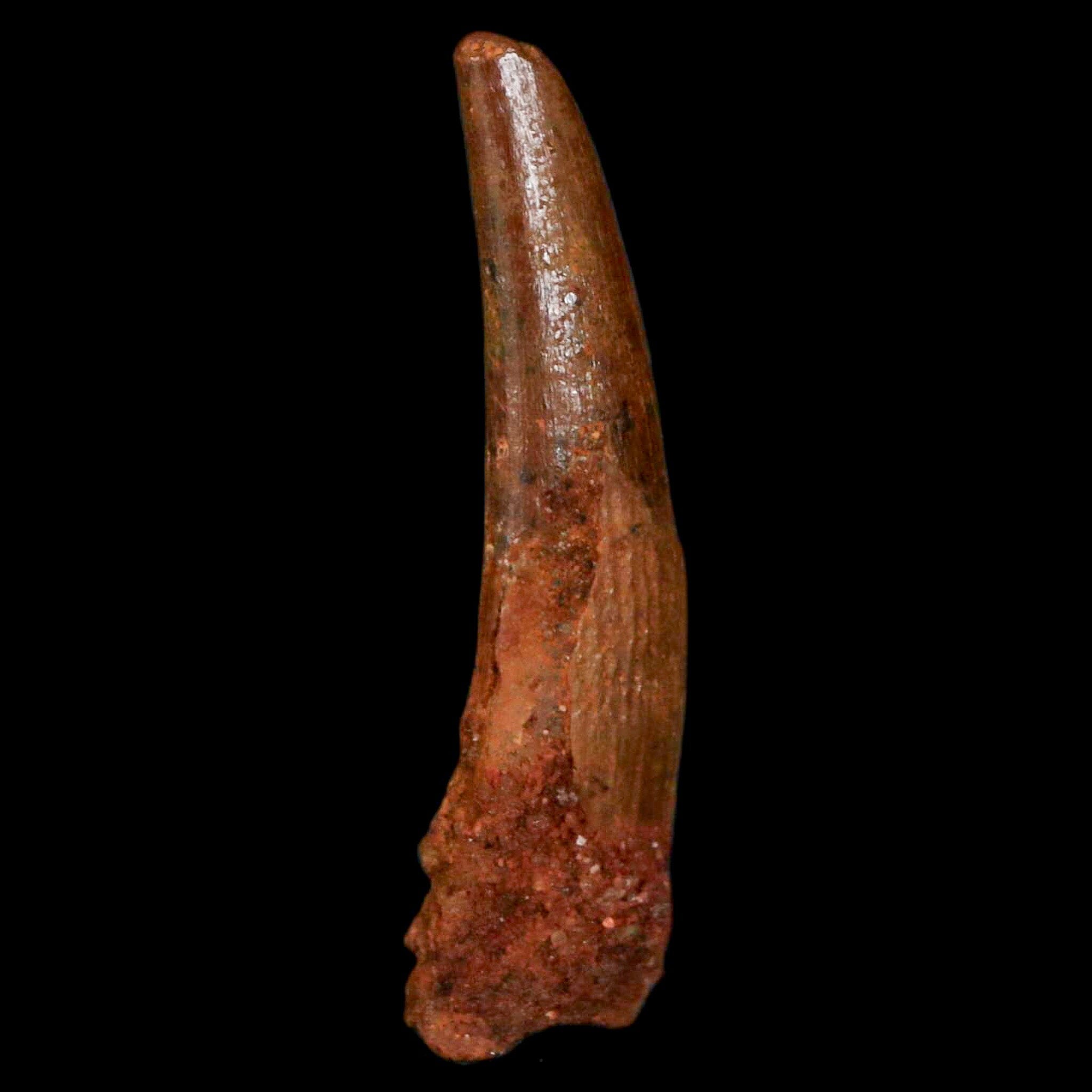 Authentic Pterosaur Coloborhynchus Fossil Tooth - Upper Cretaceous Era - Morocco Origin with COA - Rare Collectible Display Piece for Paleontology Enthusiasts & Home Decor