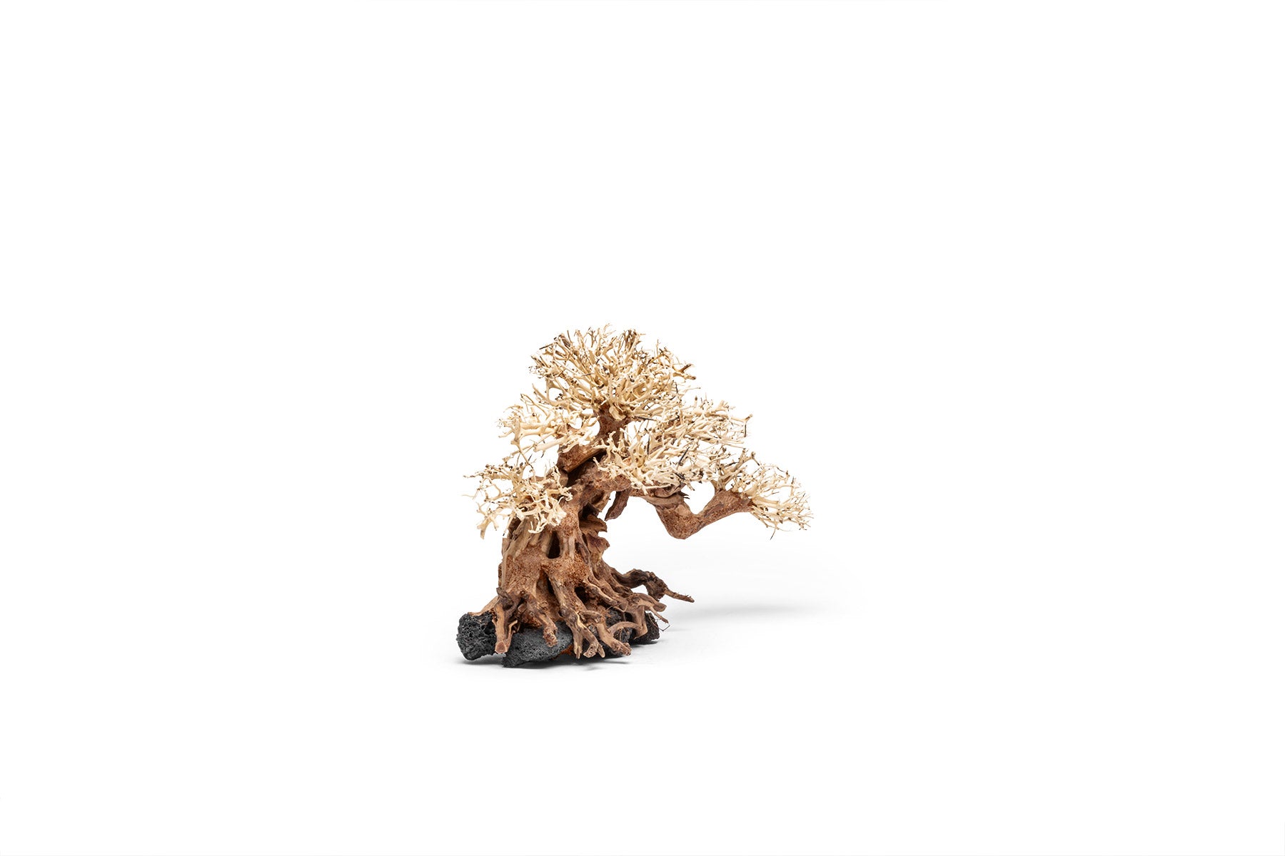 Premium Uns Bonsai 014 - Miniature Bonsai Tree for Home & Office Decor, Zen Garden, Gift Idea