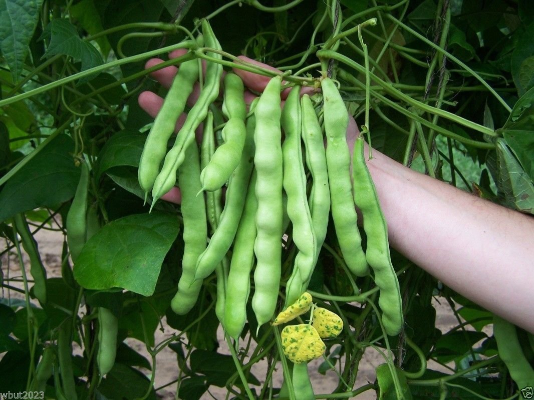 Organic Heirloom Kentucky Wonder 125 Bush Bean Seeds - Non-GMO, Fast Growing (40-45 Days) for Home Garden, Canning & Fresh Eating - Perfect for Vegetable Gardens, Urban Farming & Sustainable Agriculture