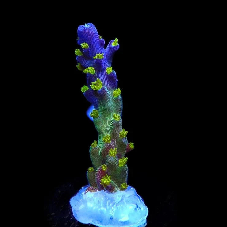 Premium Garf Bonsai Acropora Coral for Saltwater Aquariums - Vibrant Live Coral for Reef Tanks & Marine Aquascaping