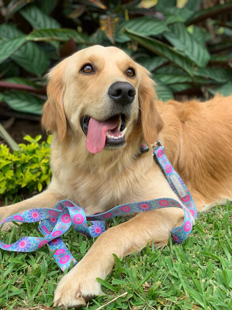 Premium Clara Leash for Dogs - Bulk Wholesale Dog Leashes for Small Medium Large Breeds | Durable Pet Walking Accessories for Daily Walks, Jogging & Outdoor Adventures