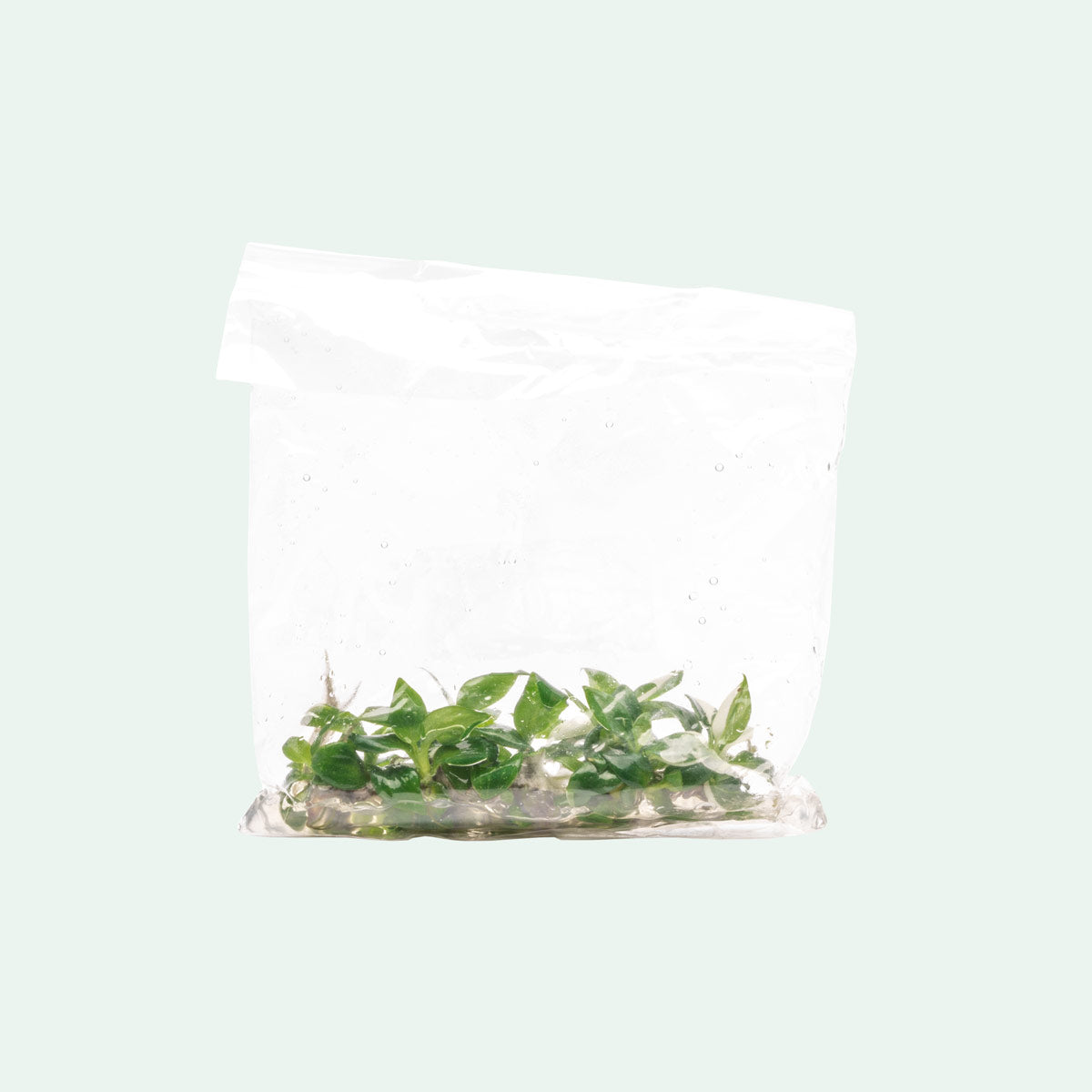 Philodendron White Wizard - Rare Variegated Houseplant for Indoor Decor & Office Plants | Perfect for Home, Living Room, or Gift