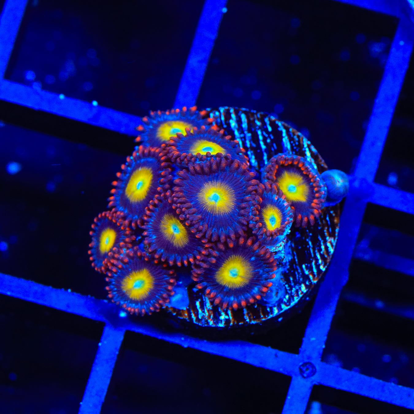Vibrant Circus Freak Zoanthids Coral for Saltwater Aquariums - Perfect for Reef Tanks & Marine Displays