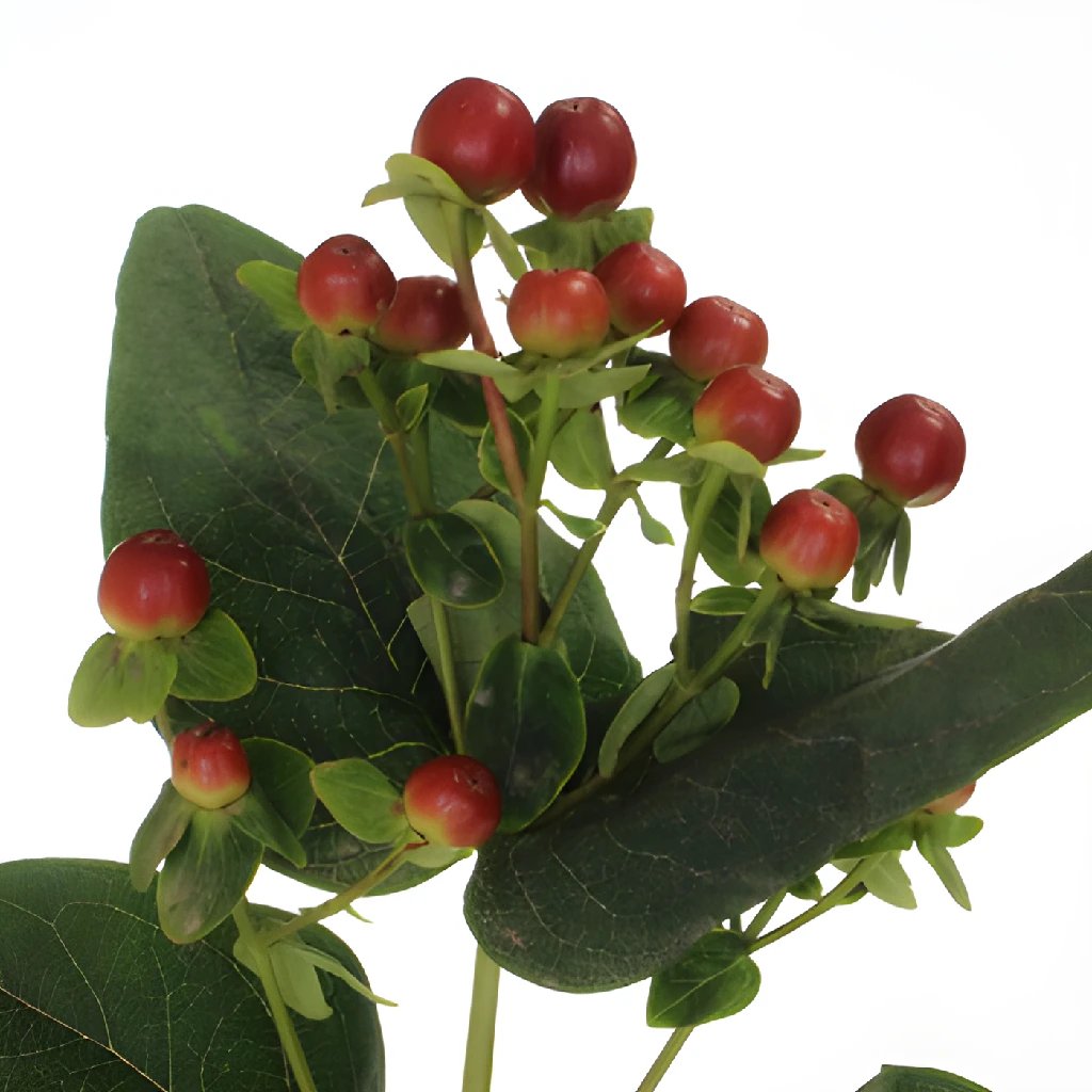Antique Burgundy Hypericum Berries - Premium Designer Artificial Flowers for Wedding Bouquets, Home Decor, and Floral Arrangements