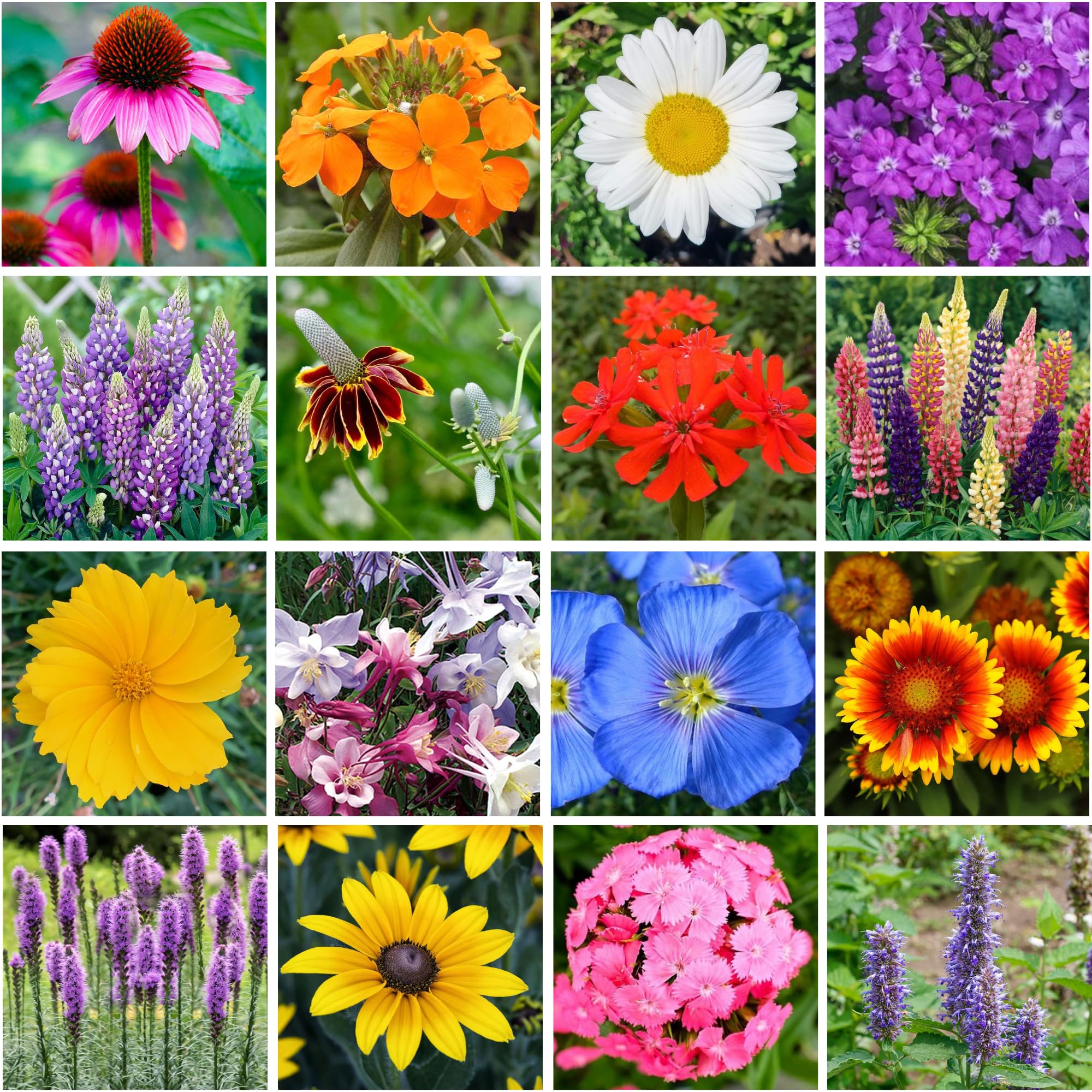 Bulk Wildflower Seed Shaker – 1 Pound Tub with 900,000+ Perennial Flower Seeds Mix (20 Varieties) by Geva Grow – Perfect for Gardens, Meadows & DIY Wedding Favors