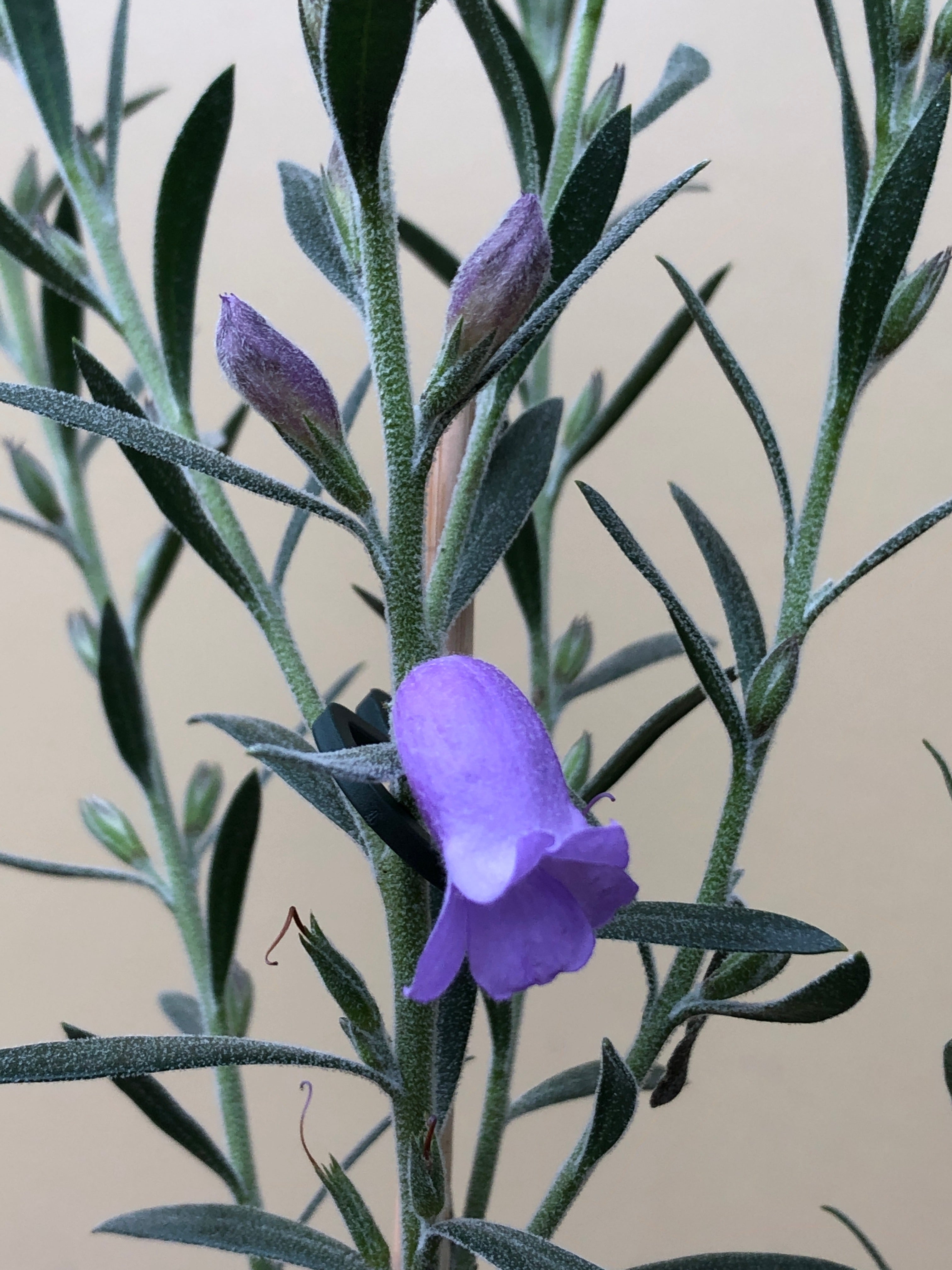 Eremophila 'Smoke Haze' - Drought-Tolerant Australian Native Shrub with Silvery Foliage | Perfect for Xeriscaping, Rock Gardens & Low-Maintenance Landscapes