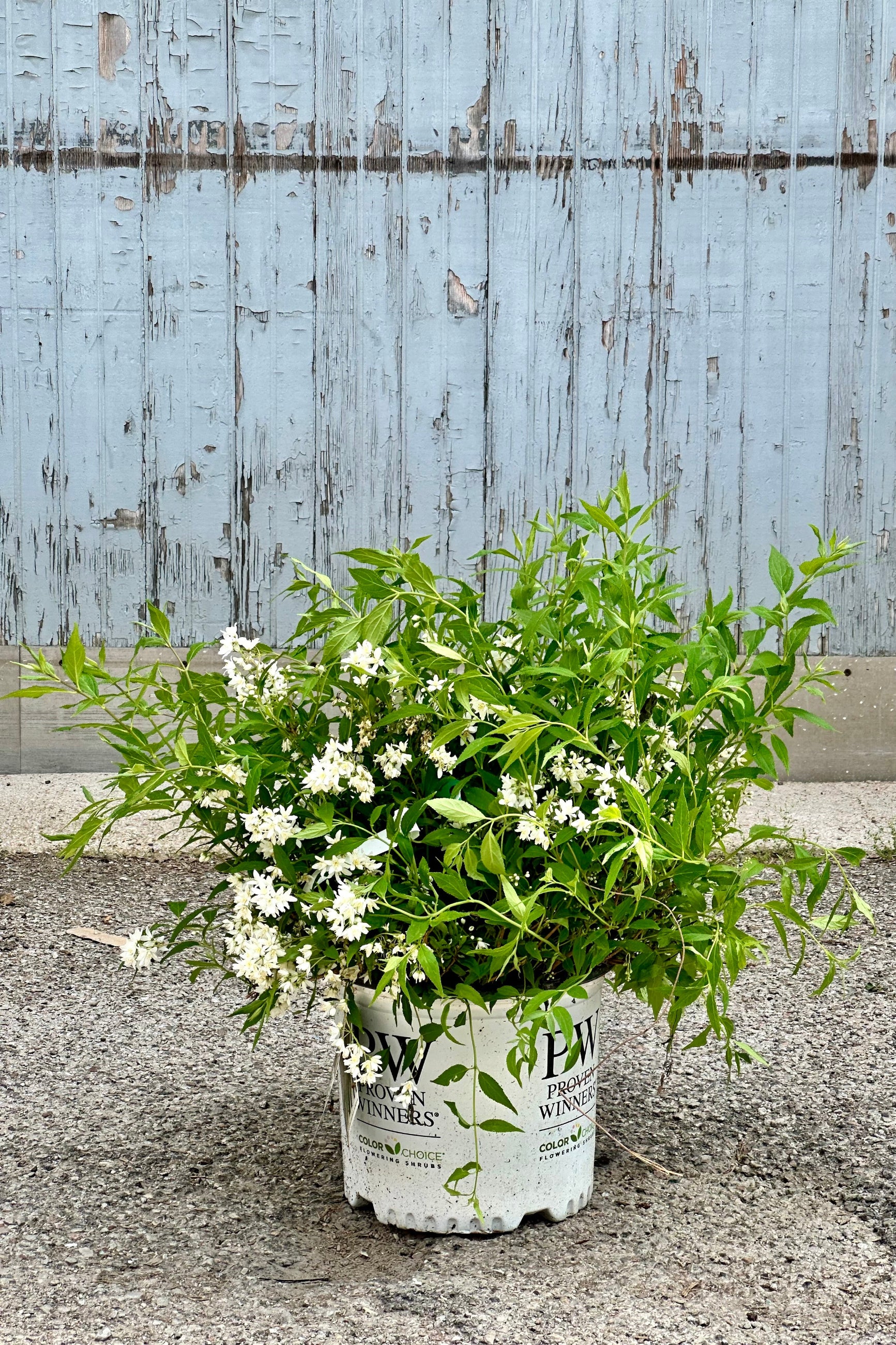 Deutzia 'Yuki Snowflake' #3 - White Flowering Shrub for Landscaping & Garden Borders | Perfect for Outdoor Decoration & Pollinator Gardens