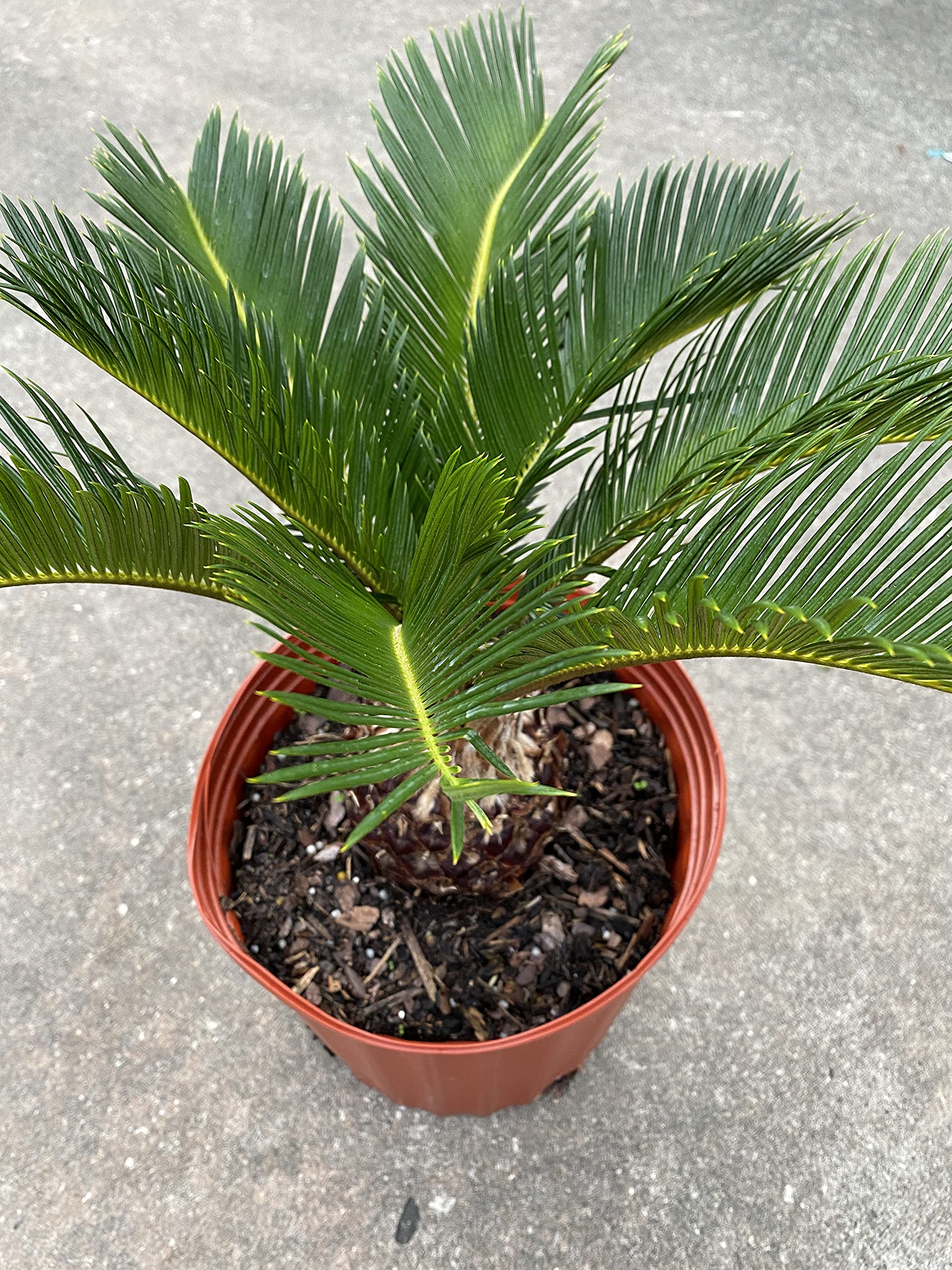 King Sago Palm Tree Live Plant - 10