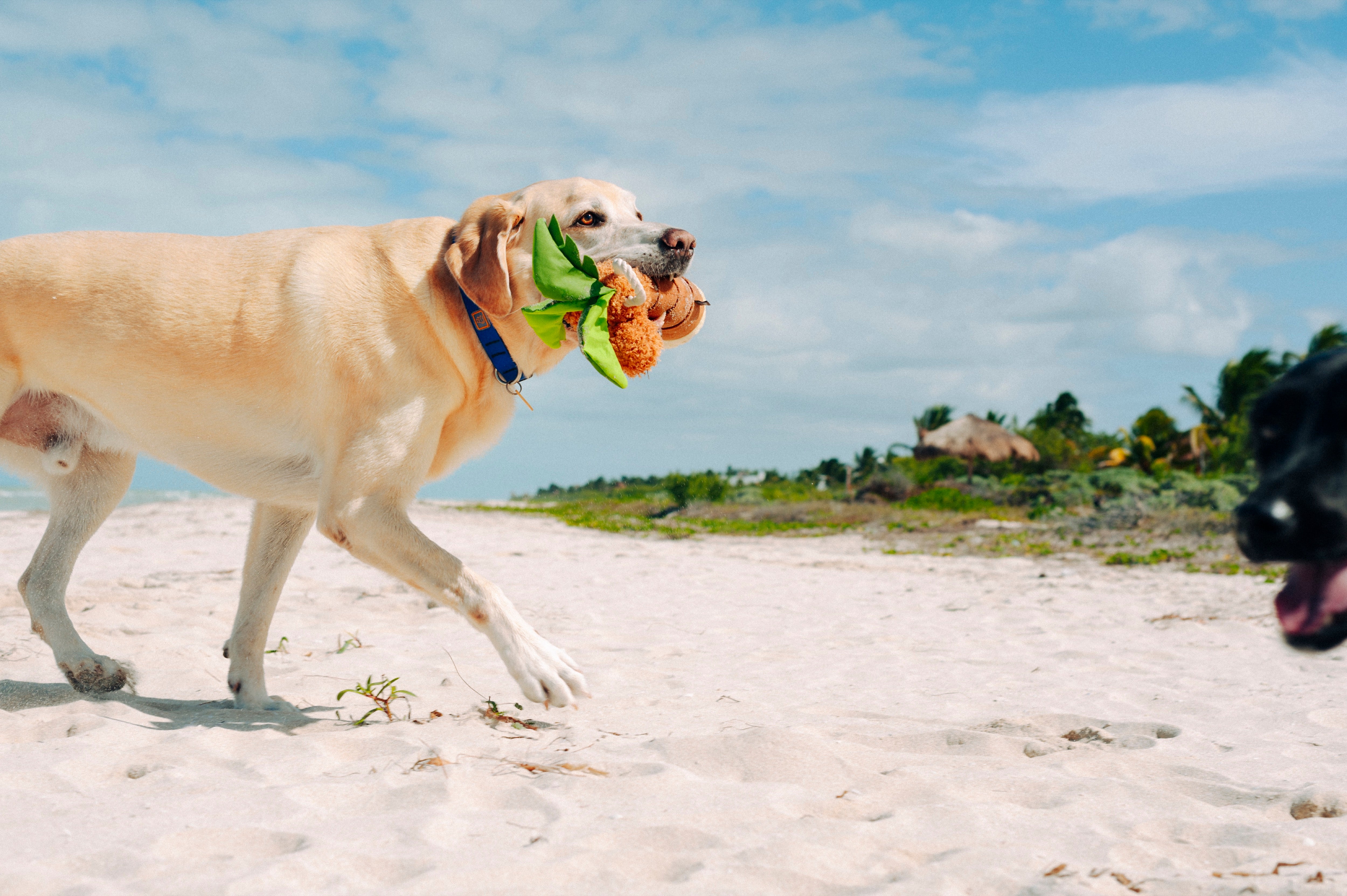 Tropical Paradise™ Dog Plush Toy - La Palma Soft Chew Toy for Dogs | Durable & Safe Pet Play | Perfect for Indoor & Outdoor Playtime