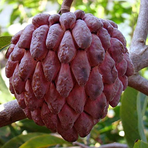 Elwyn Red Custard Apple Tree Seeds (10-Pack) - Rare Bullock's Heart Jamaican Apple Fruit Tree for Home Garden Planting | Tropical Fruit Cultivation & Exotic Landscaping
