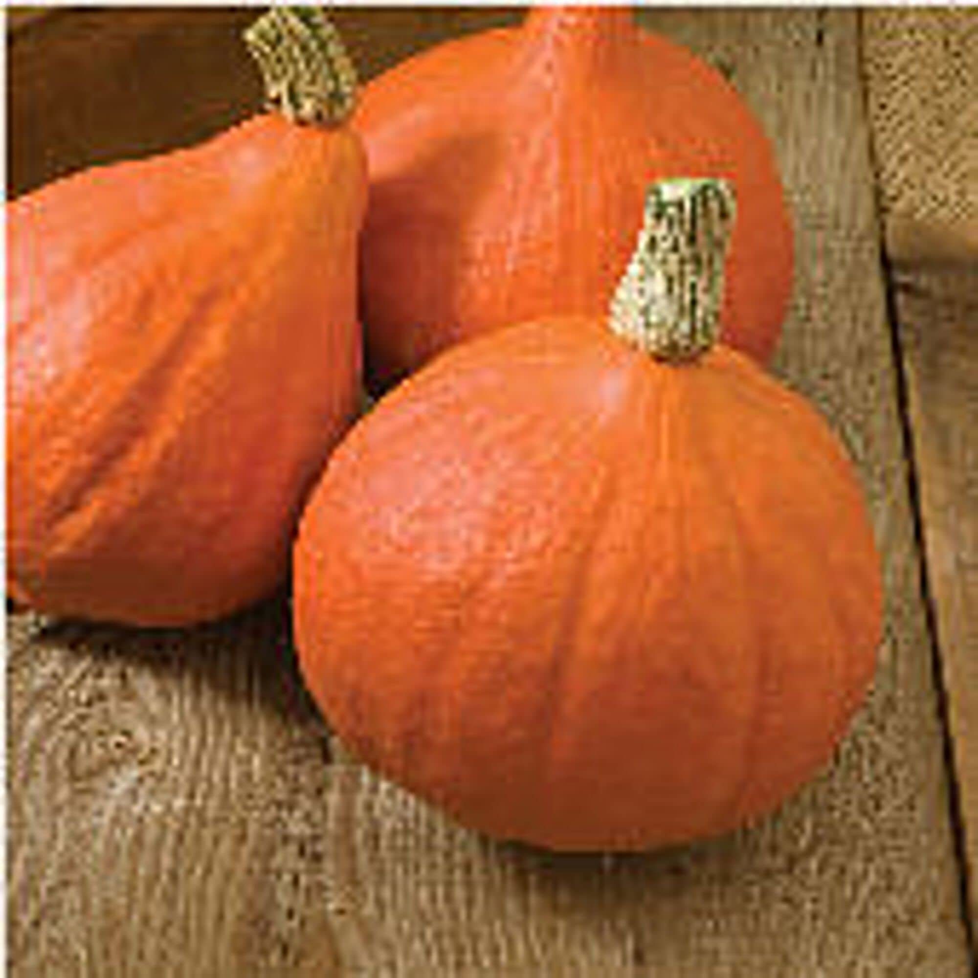 Organic Red Kuri Squash Seeds (20+ Count) - Non-GMO Heirloom Vegetable Seeds for Planting - Perfect for Home Garden, Greenhouse & Container Gardening - Grow Delicious Winter Squash for Soups & Roasting
