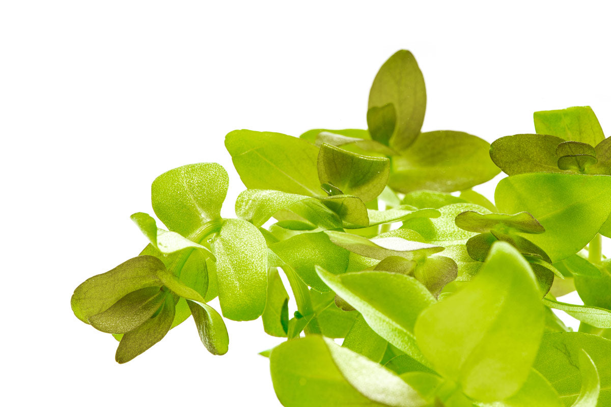 Bacopa Caroliniana - Freshwater Aquarium Plant for Fish Tanks | Easy Care Live Aquatic Plant for Beginners | Perfect for Aquascaping, Shrimp Tanks & Community Aquariums