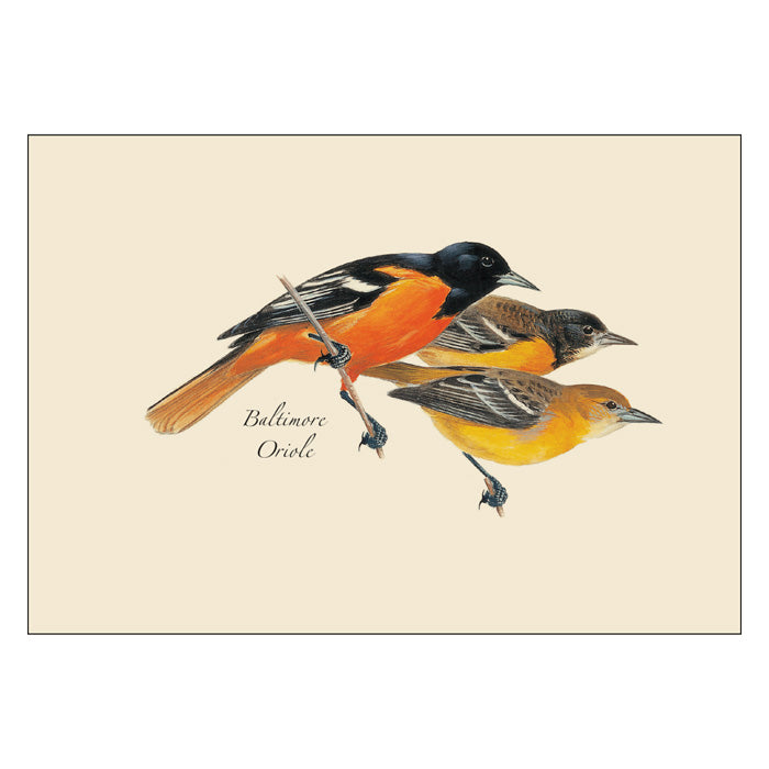 Peterson Bird Notecard Set - 24 Assorted Handcrafted Greeting Cards with Envelopes for Thank You Notes, Wedding Invitations & Special Occasions