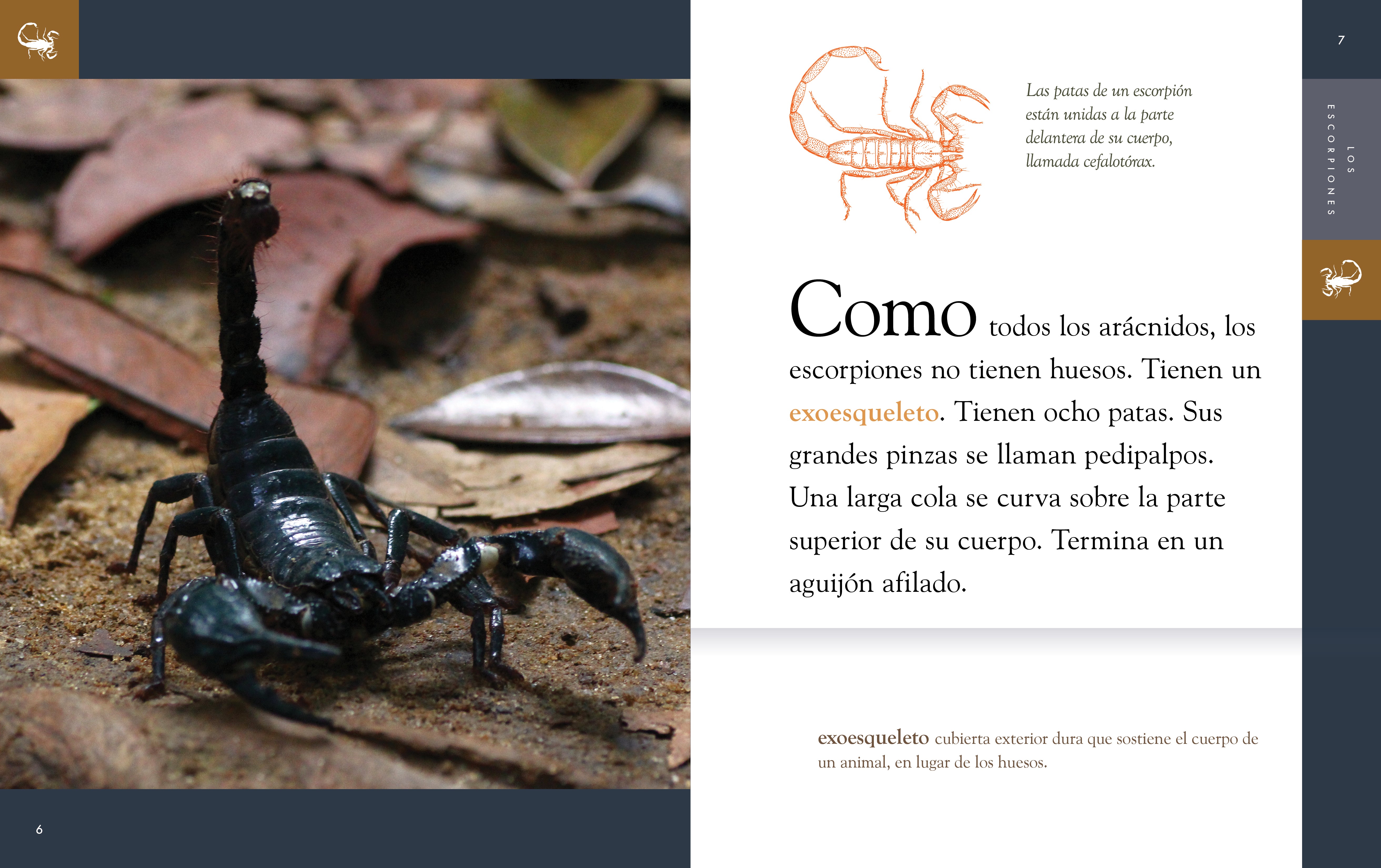 Scorpions Planet Animal 2025 - Exotic Pet Terrarium Decor & Unique Wildlife Collectible for Reptile Lovers