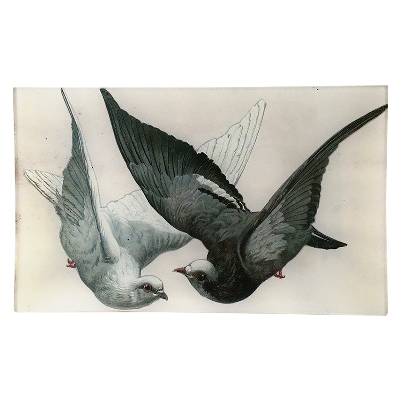 7T 2 Doves PNG - High-Quality Dove Images for Digital Design, Wedding Invitations & Social Media Posts