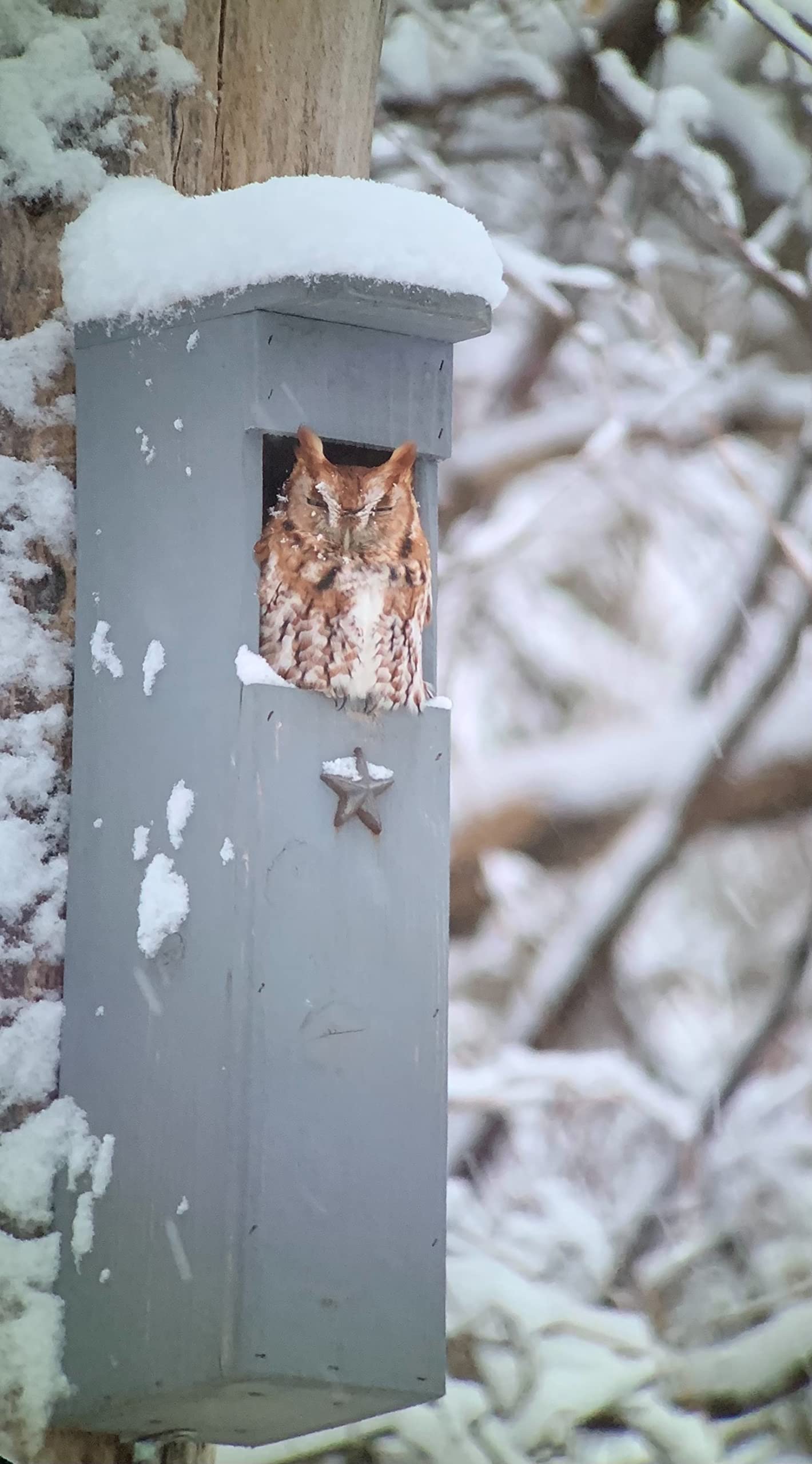 Screech Owl House - Handcrafted Wooden Nesting Box for Backyard Birdwatching | Perfect for Garden, Patio & Wildlife Conservation