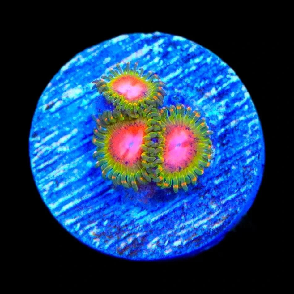 Premium Zoanthids Coral for Saltwater Aquariums - Vibrant Awesome Blossom Polyps for Reef Tanks & Marine Displays