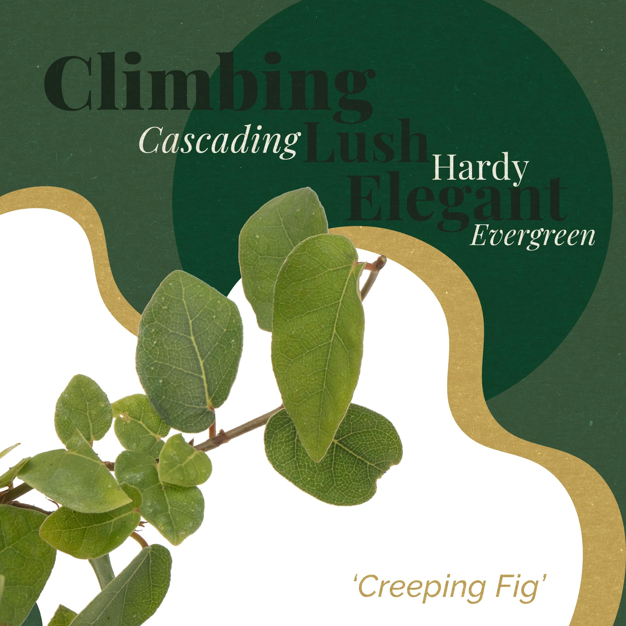 12 Creeping Fig Live Plants - Ficus Repens Fast-Growing Climbing Vine in 2.5