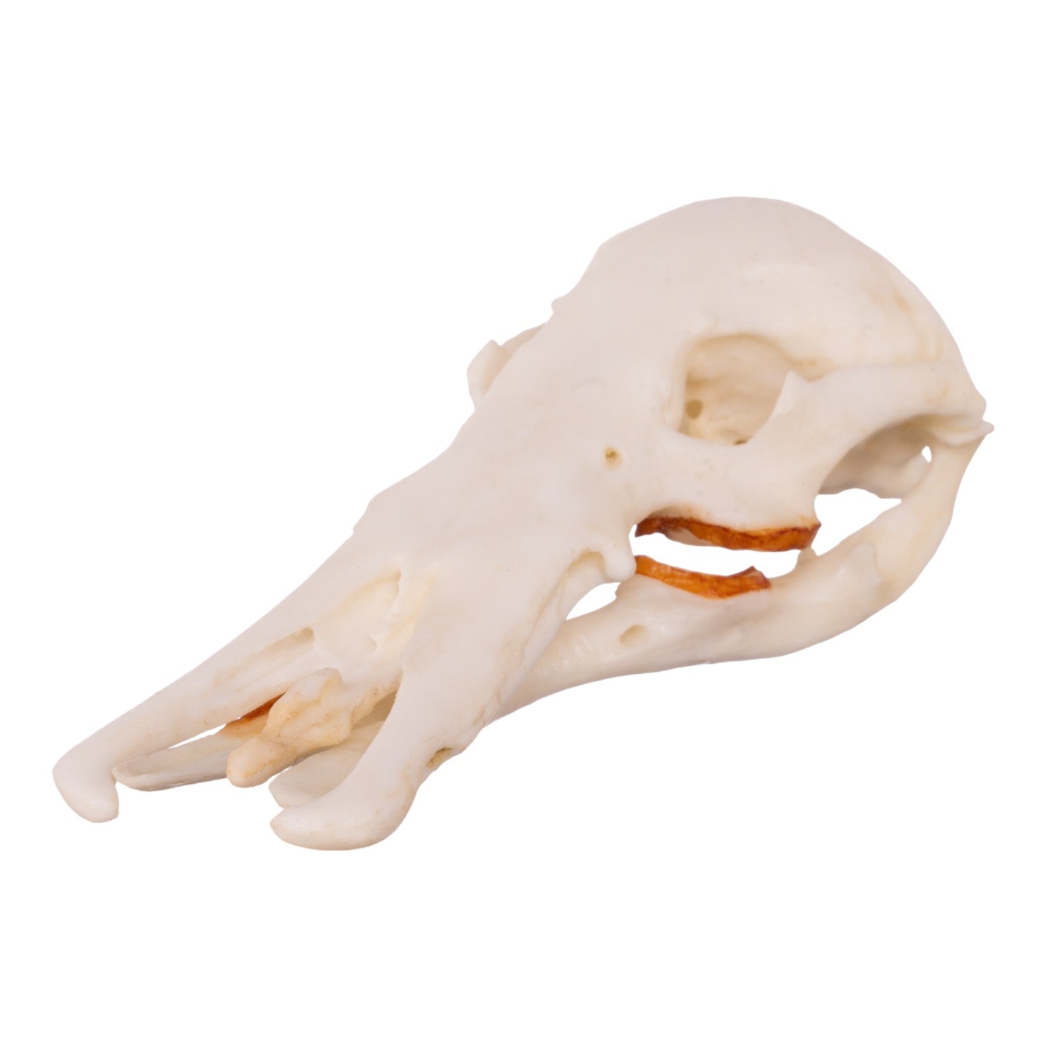 Authentic Platypus Skull Replica - High-Quality Male Specimen for Home Decor, Educational Display & Taxidermy Collection