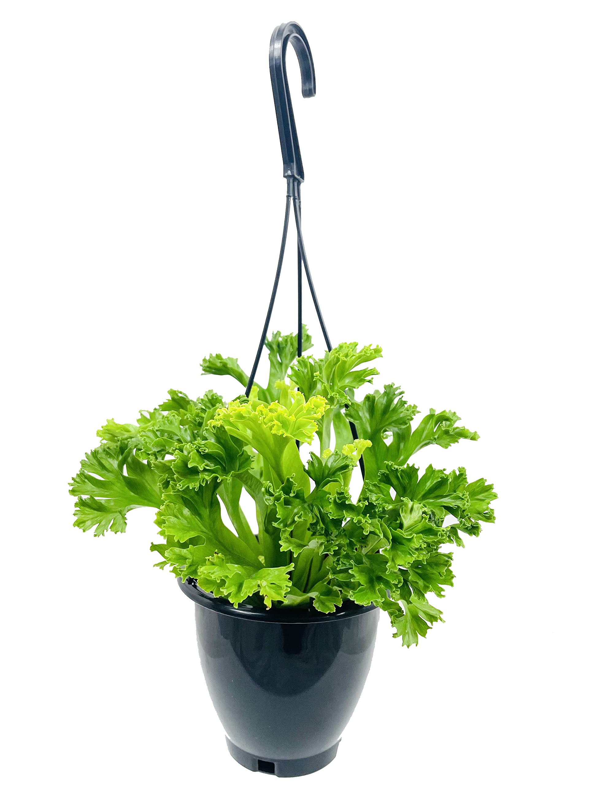 Leslie Crested Japanese Birdsnest Fern - Live Indoor Houseplant in 4 Inch Hanging Pot (Asplenium Antiquum) - Air Purifying Plant for Home, Office & Bathroom Decor