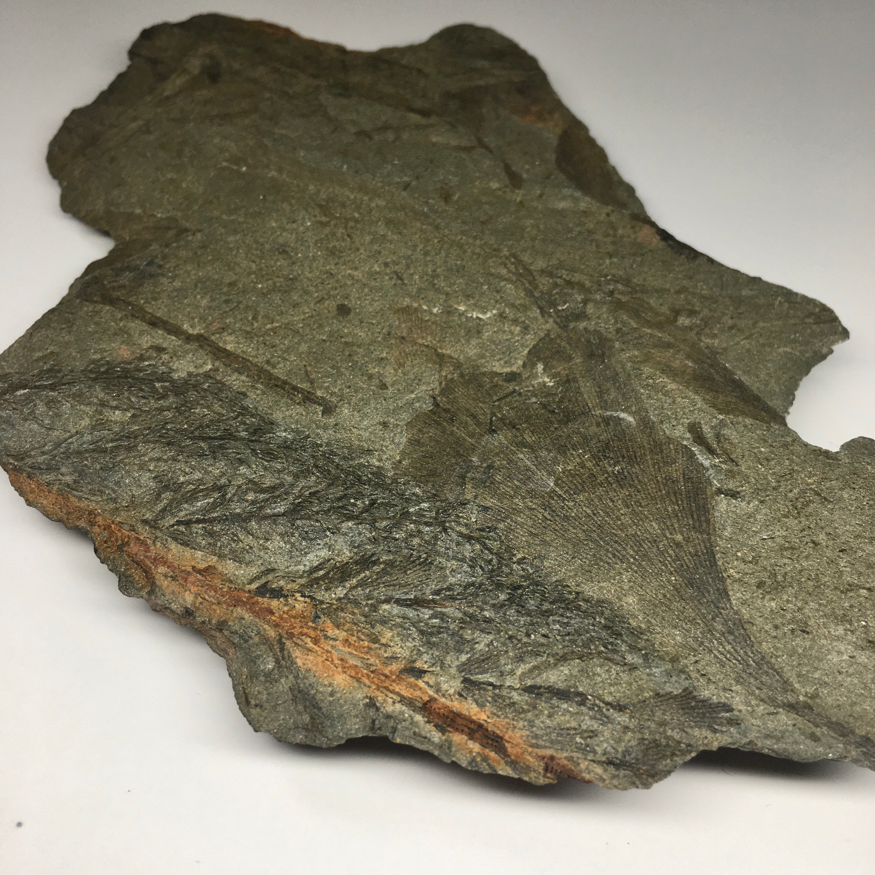 Fossil Leaf Archaeopteris - Rare Prehistoric Plant Fossil for Collectors, Paleontology Enthusiasts & Home Decor | Perfect for Science Displays, Educational Projects & Unique Gifts