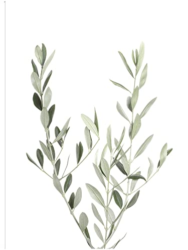 Olive Branch
