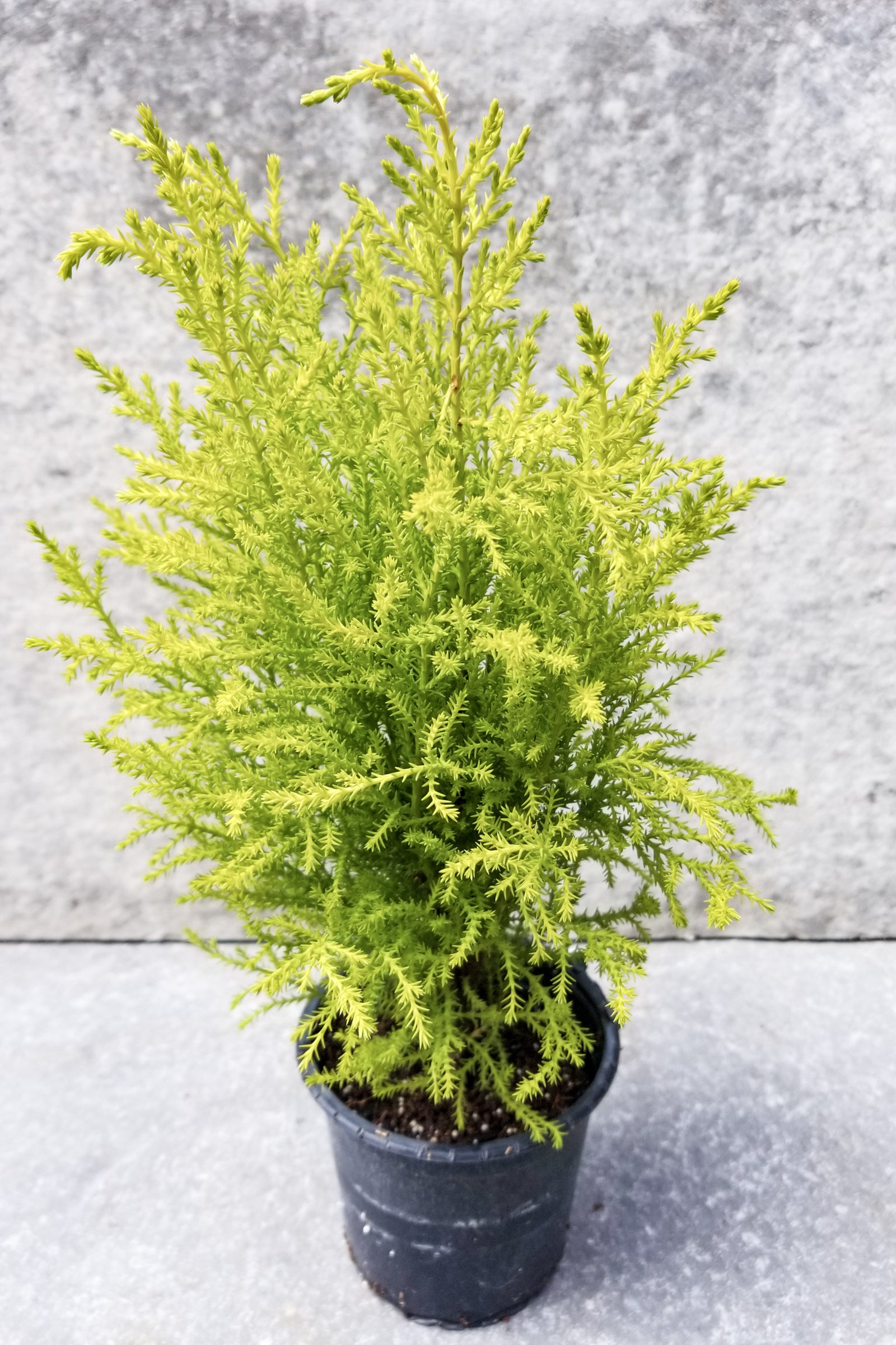 Premium Cypress 'GoldCrest' 4.5 ft Artificial Christmas Tree - Realistic Faux Holiday Decor for Home, Office & Party Decorations