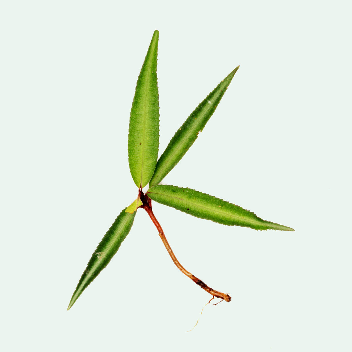 Ardisia Silver - Elegant Indoor Houseplant for Home & Office Decor | Perfect for Living Rooms, Bedrooms, and Workspaces