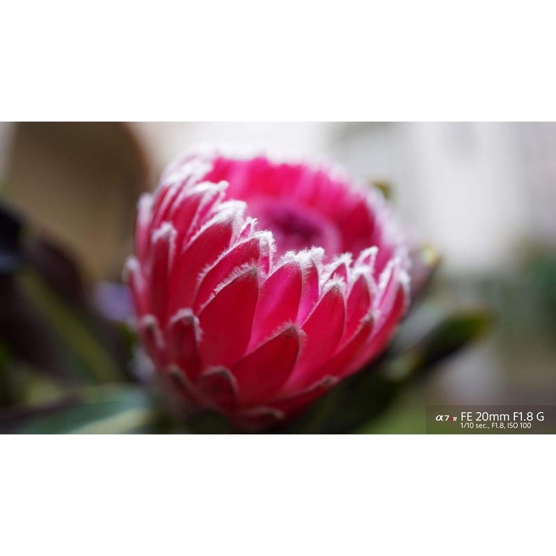 Sony FE 20mm F1.8 G Full Frame Ultra Wide Angle Prime Lens for Landscape, Astro & Low Light Photography - Compatible with Sony E-Mount Cameras