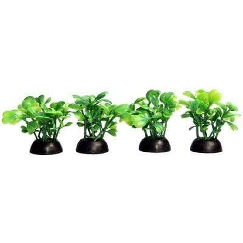 Aqua One Ecoscape Foreground Green Lobelia Live Aquatic Plants - 5cm Height, 4 Pack for Freshwater Aquariums & Fish Tanks | Perfect for Aquascaping, Nano Tanks, and Shrimp Habitats