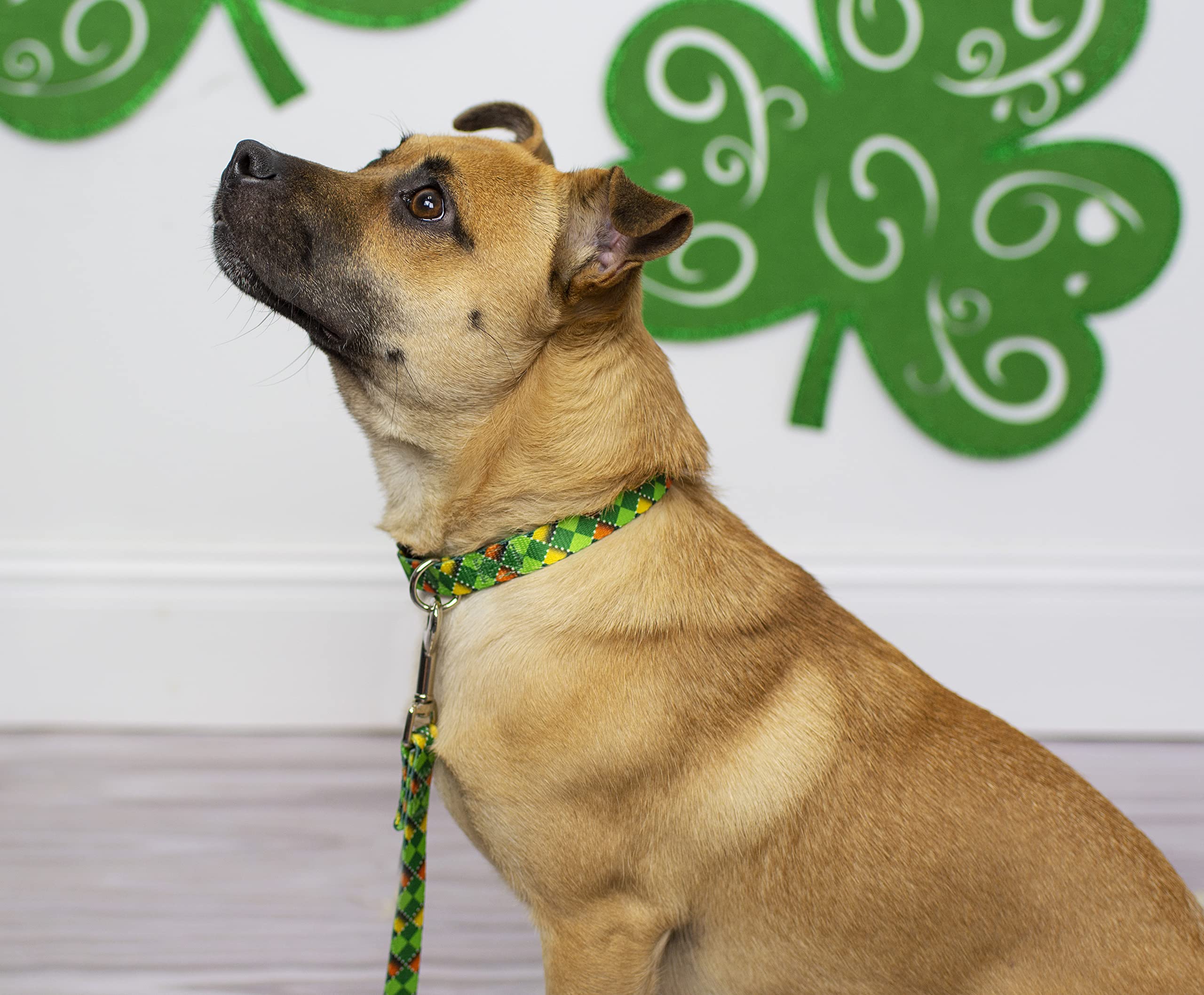 Country Brook Design - Limerick Argyle Polyester Webbing Dog Collar | Durable & Stylish Pet Accessory for Small to Medium Dogs | Perfect for Daily Walks, Training & Outdoor Adventures